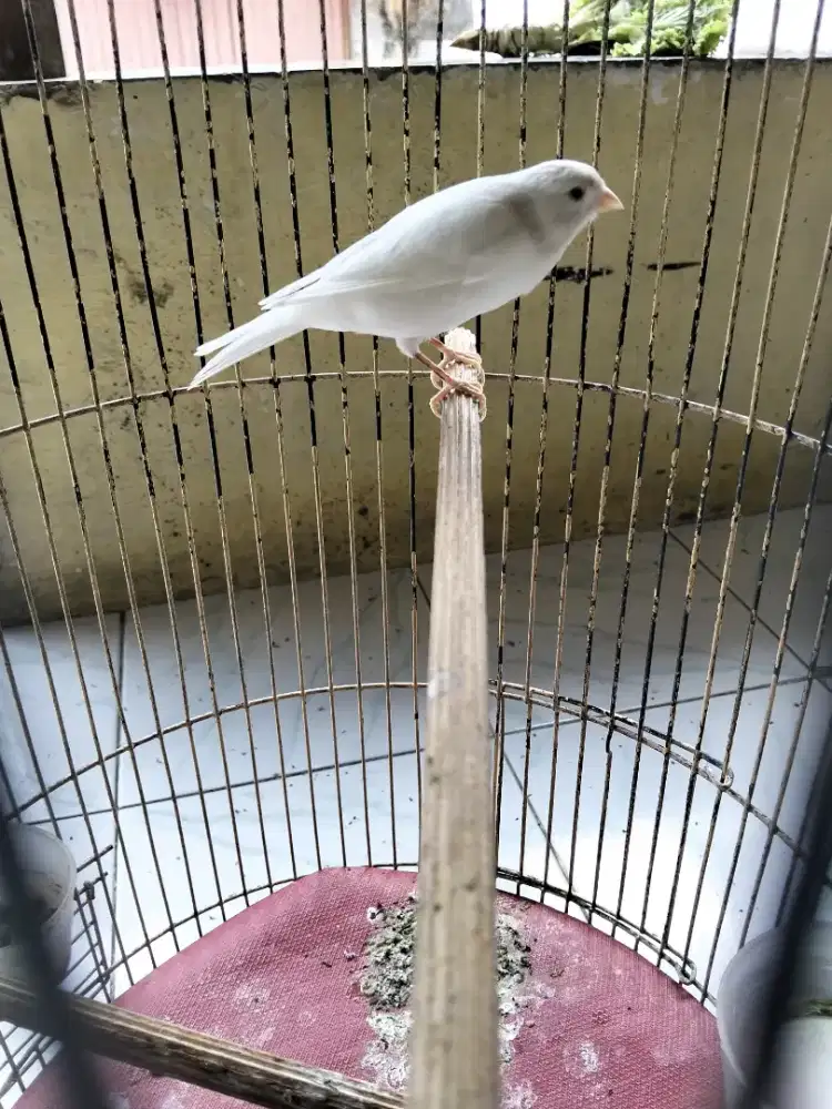 Kenari putih gacor