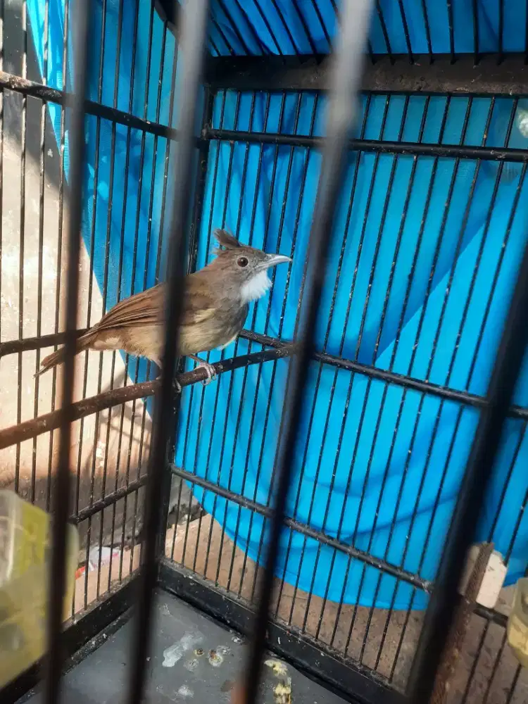 Burung cucak jenggot jawa jantan+ fullaet