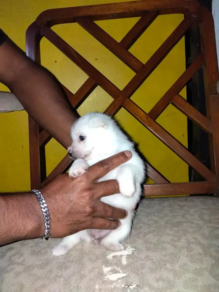 MINI POM X SCHNAUZER