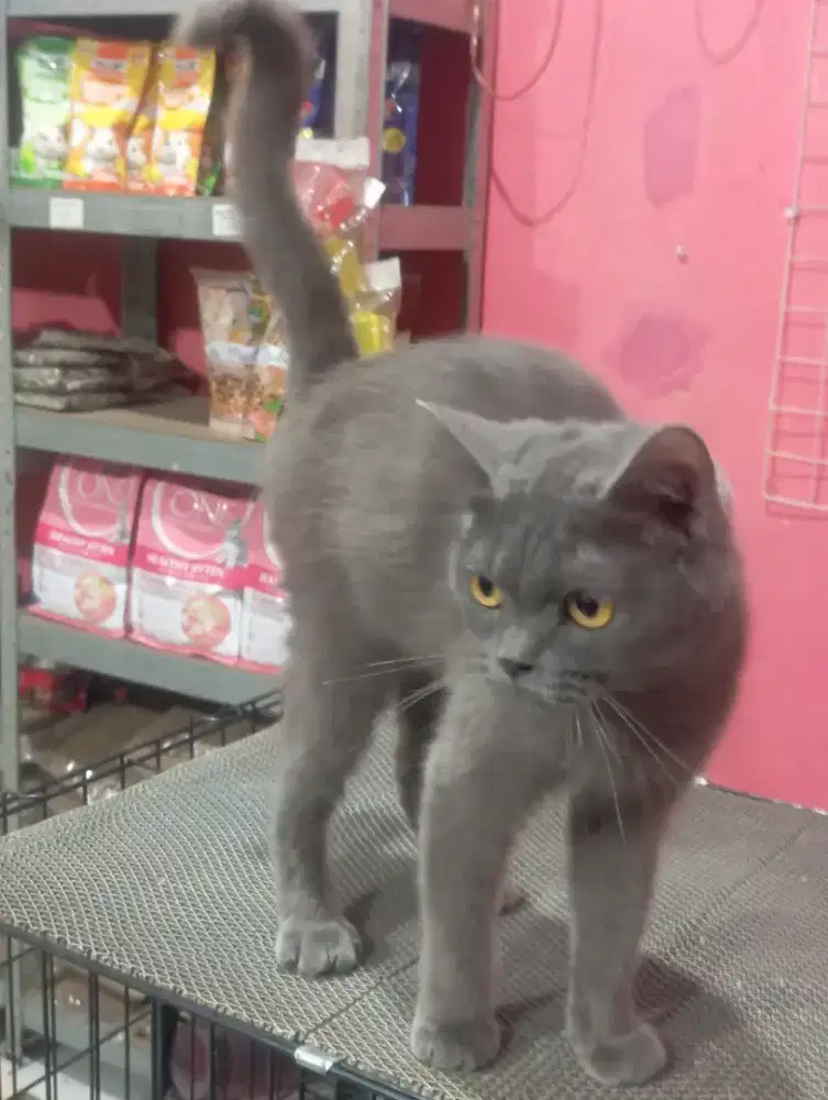 Kucing british shorthair mix persia