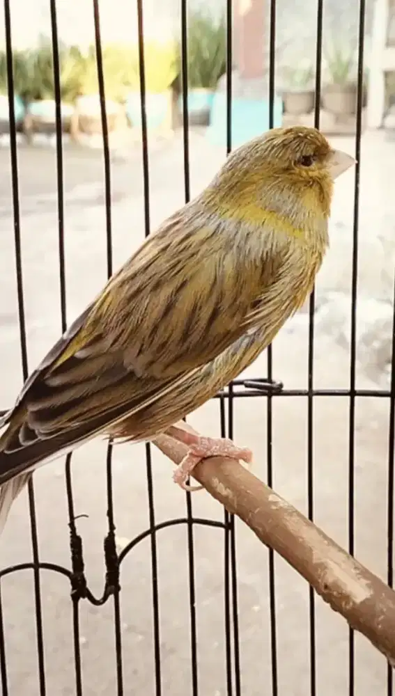 Burung Canary hijau