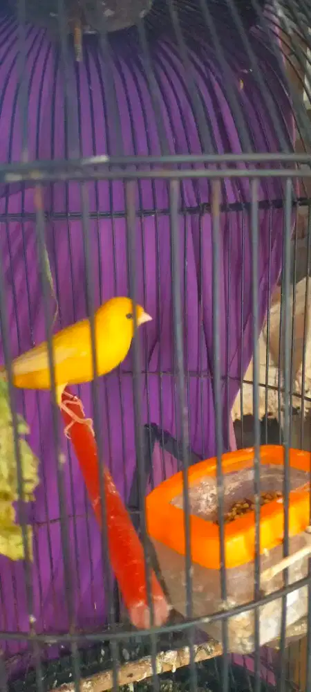 Kenari Af gacor kuning