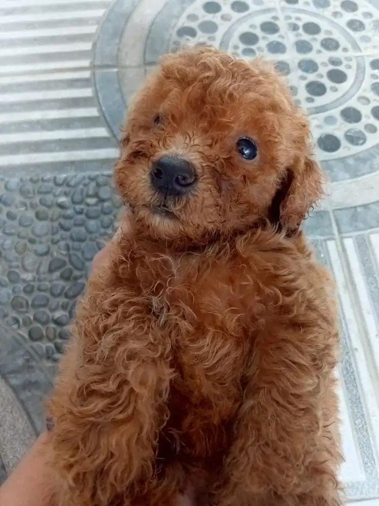 Brown Toy Poodle
