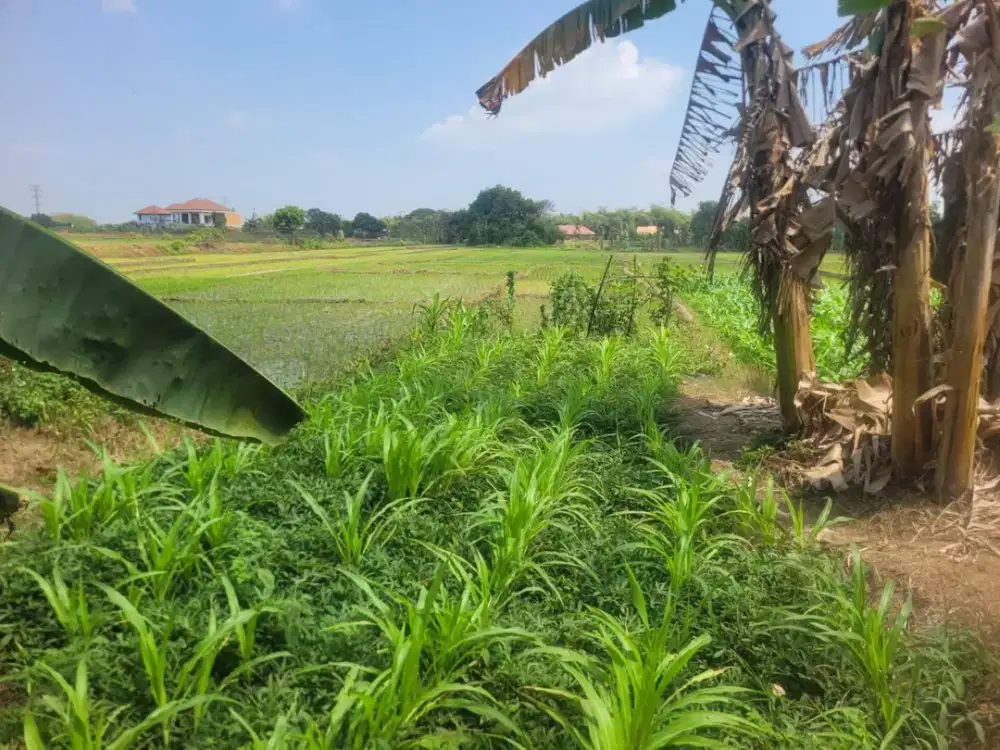 TANAH SAWAH KAWASAN MOJOKERTO