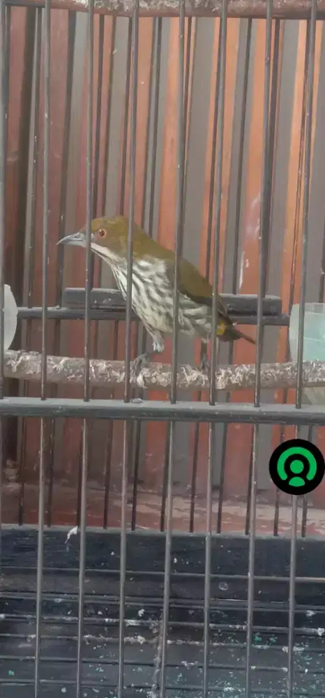 Burung pentis raja