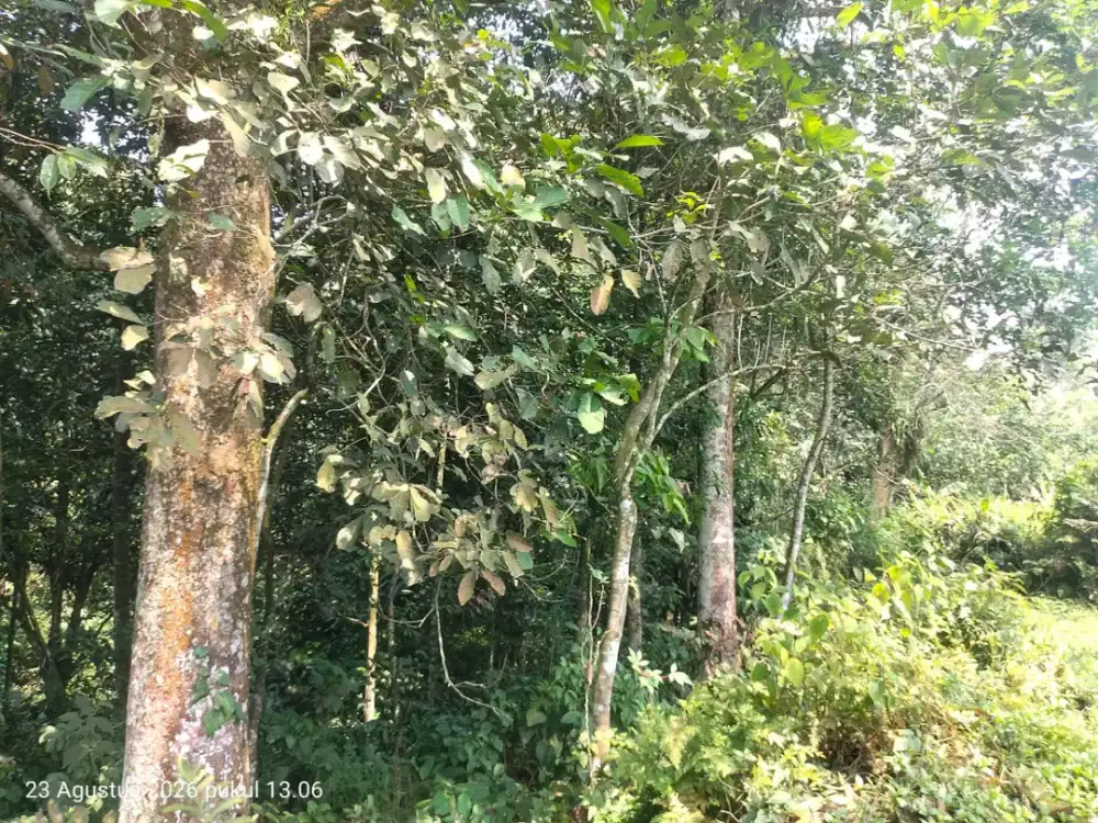 Tanah kebun produktif