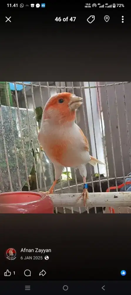 Kenari Import Red mozaik