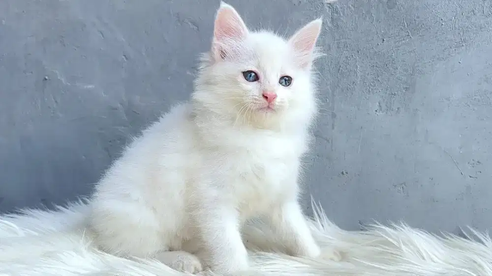 Kucing persia white solid
