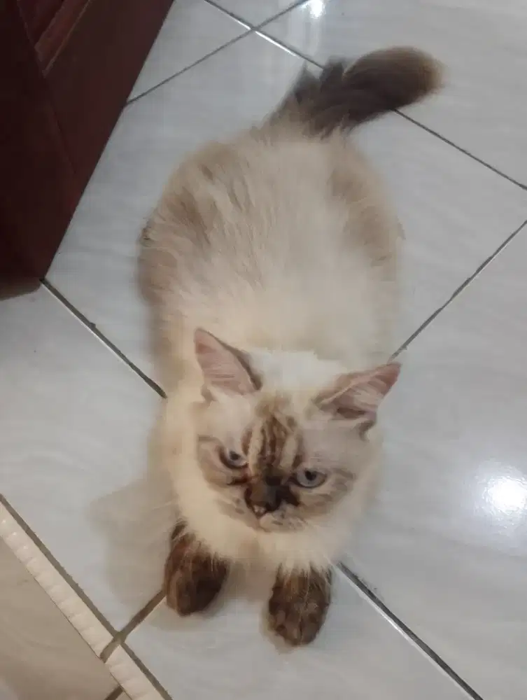 Kucing Himalaya