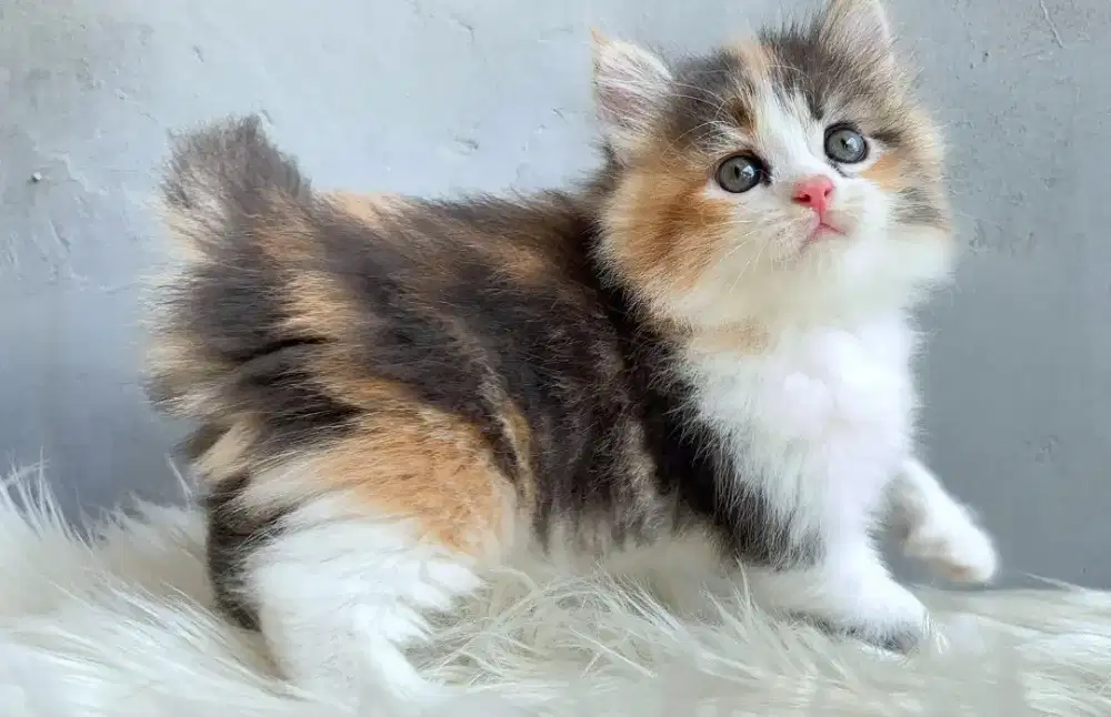 Persia calico betina cantik