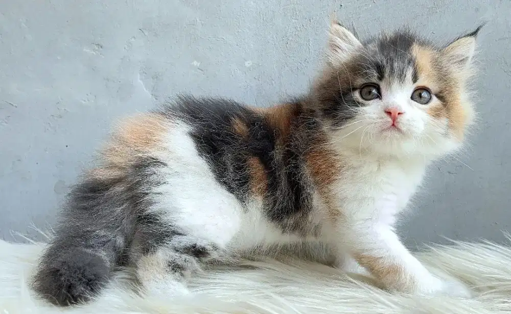 Persia calico caantik