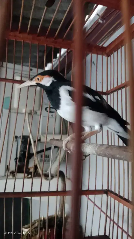 Burung jalak suren