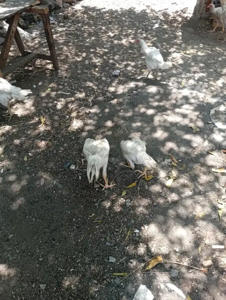 Ayam kampung bangkok