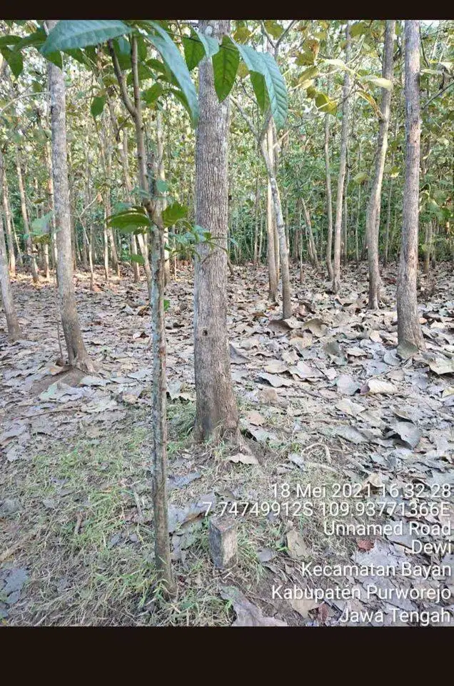 DIJUAL !!! TANAH PEKARANGAN POHON JATI 538 M2