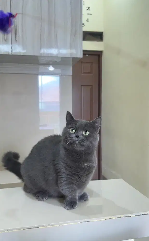 Munchkin British shorthair Betina