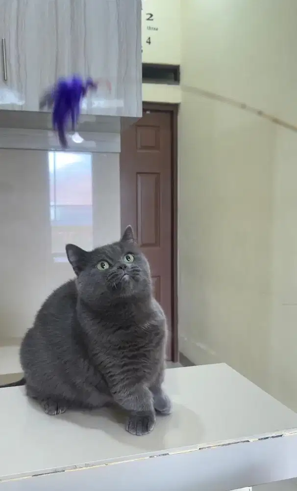 Munchkin british shorthair