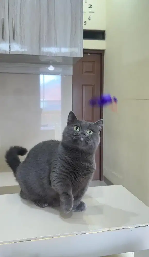 Munchkin British shorthair