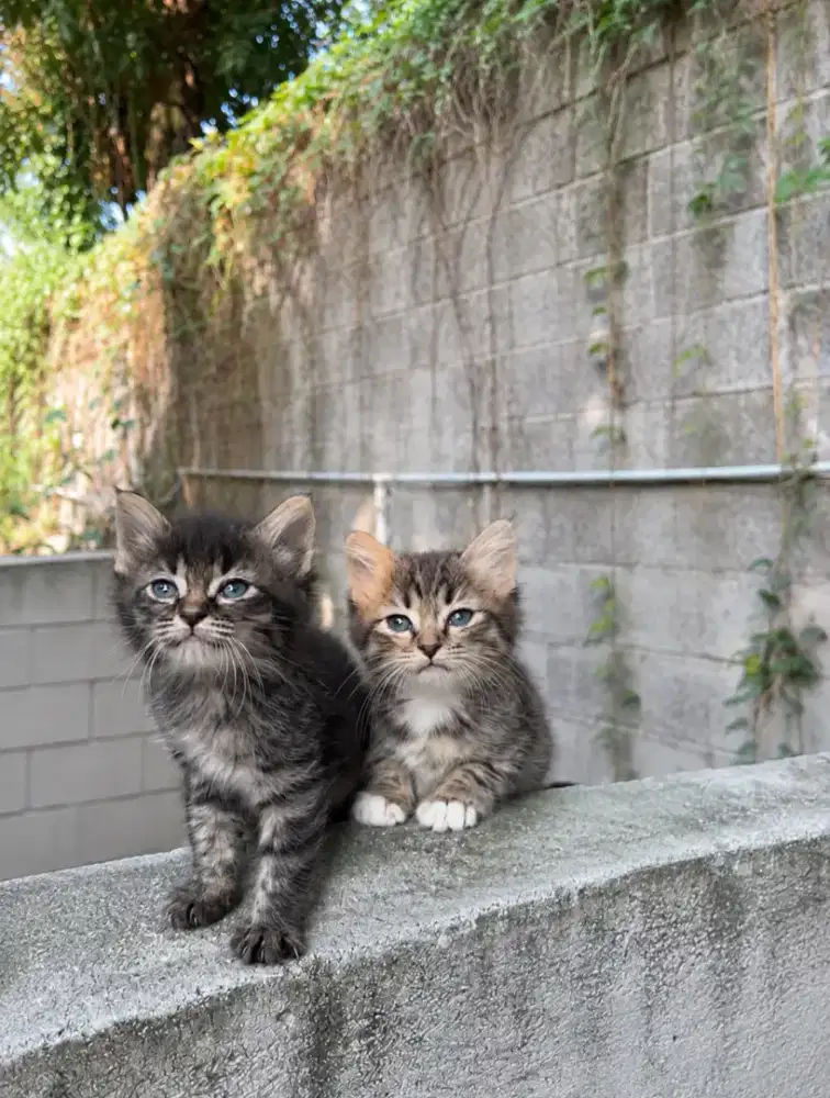 Kitten persmed usia 2 bulan