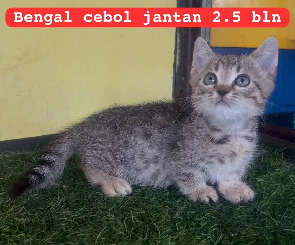 Kucing ras cebol x ben 9aL  ya bukan persia