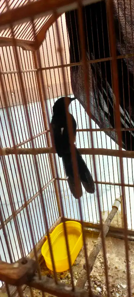 Murai Batu dokor balak 8