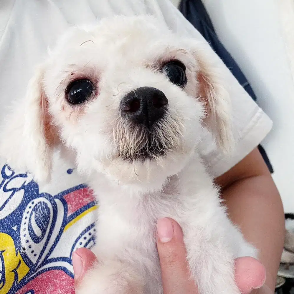 Bichon female murah