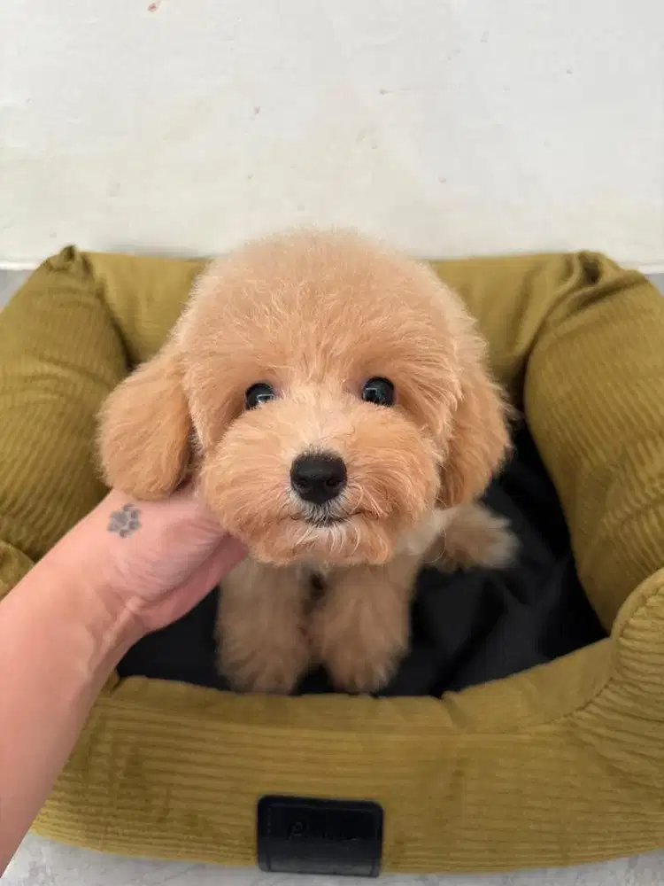 Poodle murah male
