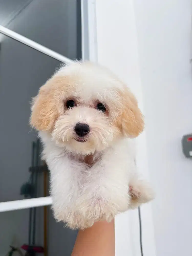 Poodle  party  murah