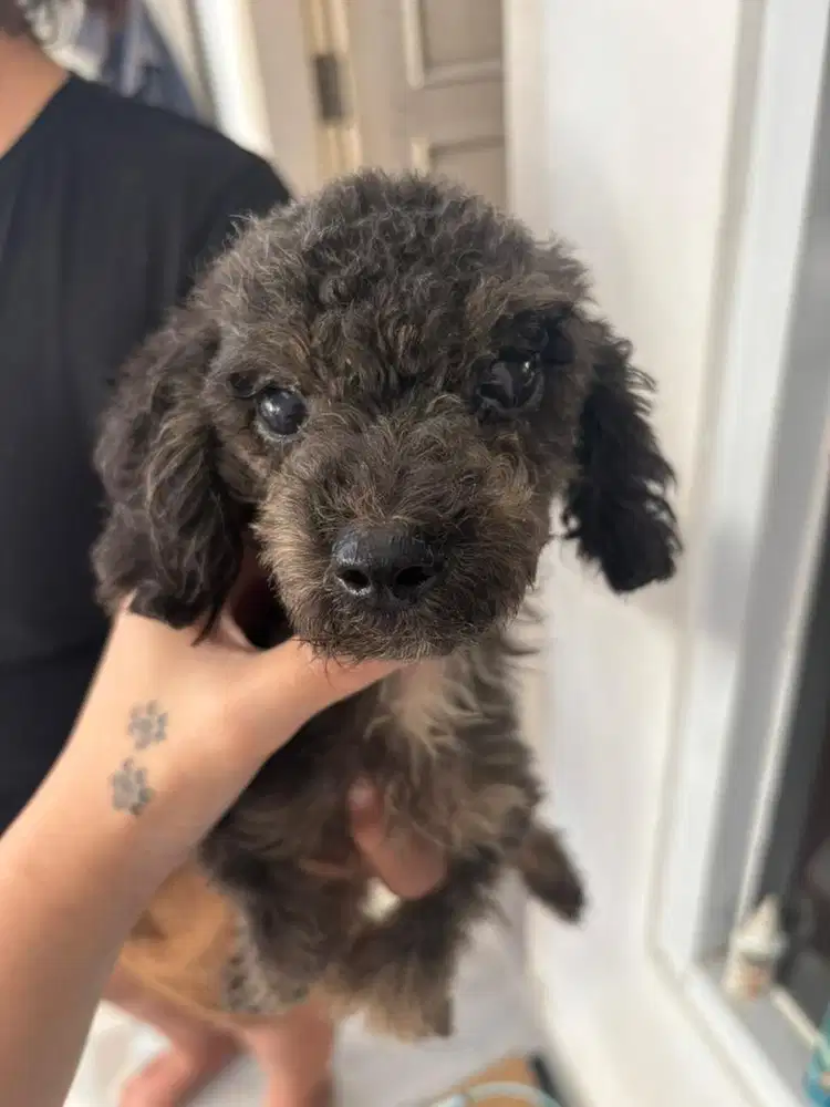 Silver poodle male