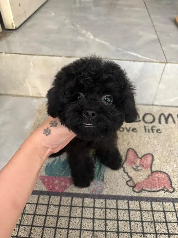 Poodle black hitam