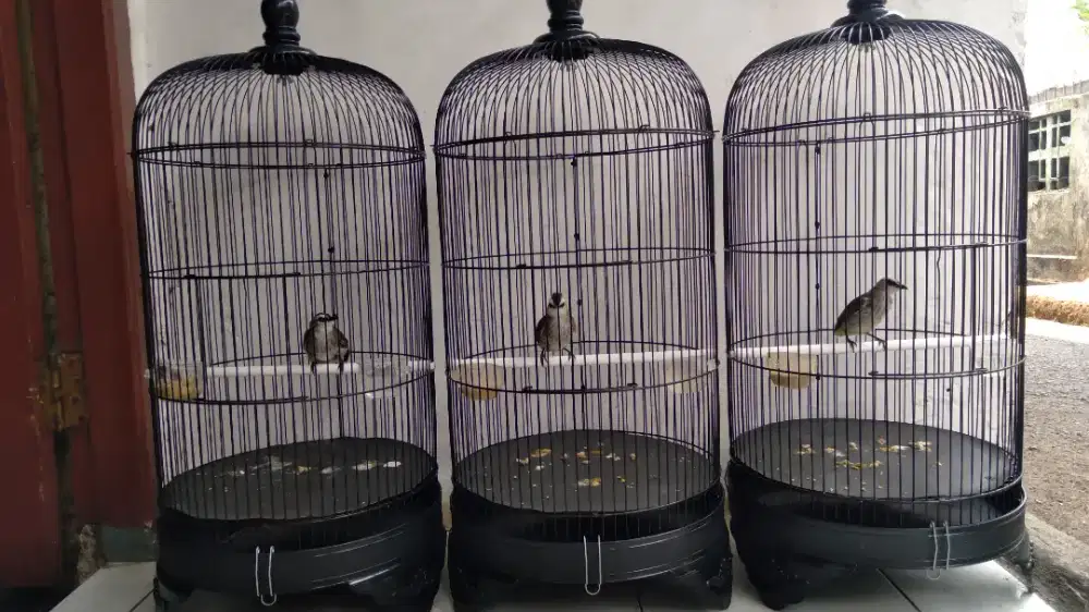 Burung Trucuk Bahan Rawatan