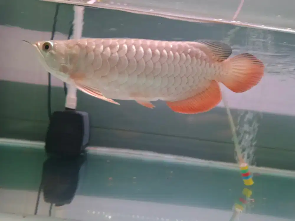 Arwana golden red