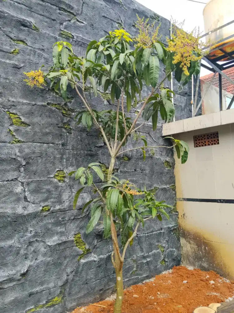 Pohon Kamboja fosil pohon pule pohon korma phon palem bismarkia bonsai