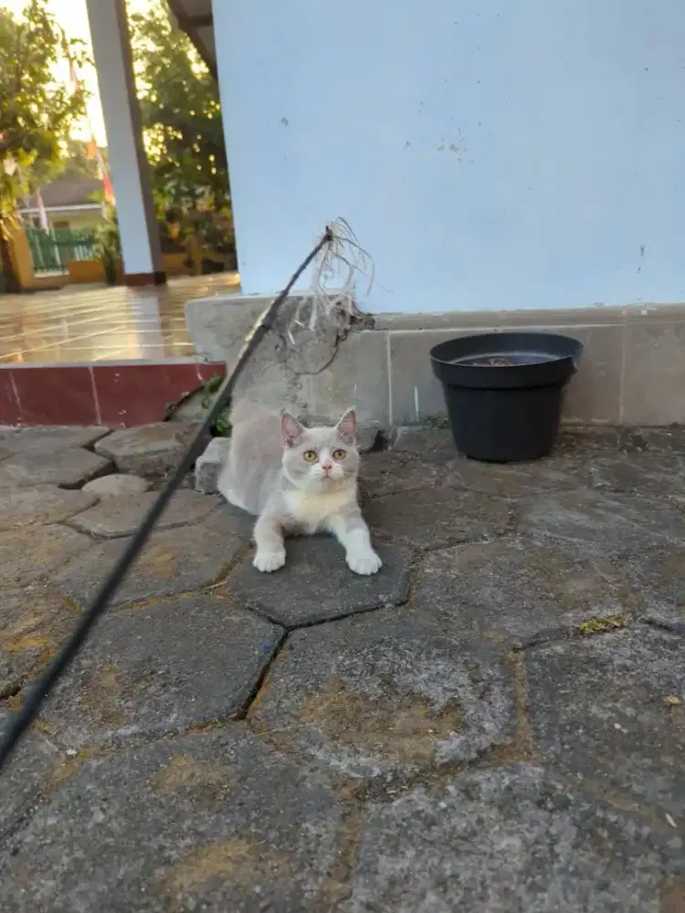 BSH Jantan Bico Lilac