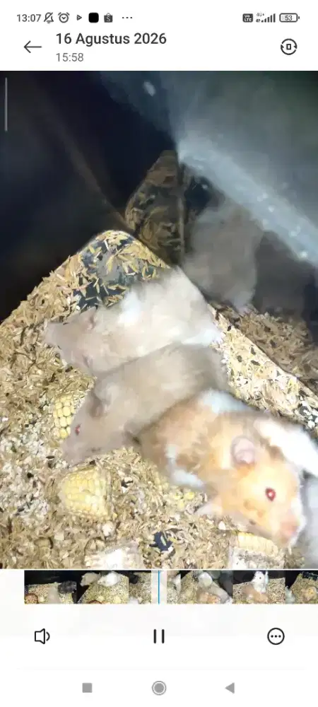 Ready Hamster syrian jenis bigbone siapan produksi