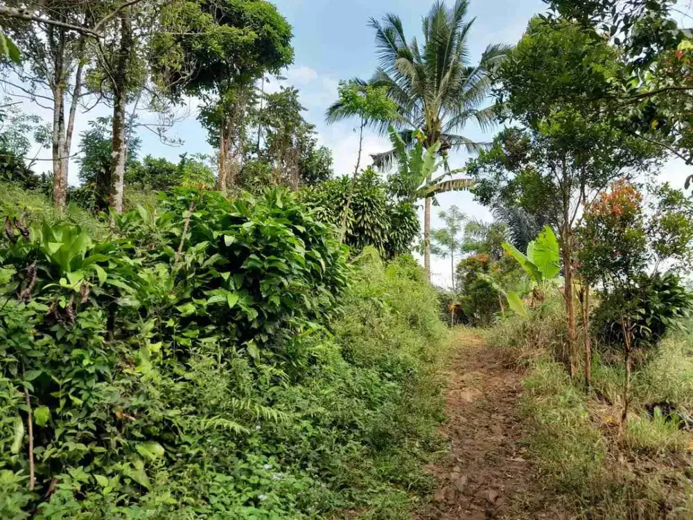 JUAL CEPAT TANAH KAVLING SHM ATAS NAMA PRIBADI LERENG GUNUNG TANGKUBAN PERAHU CIATER