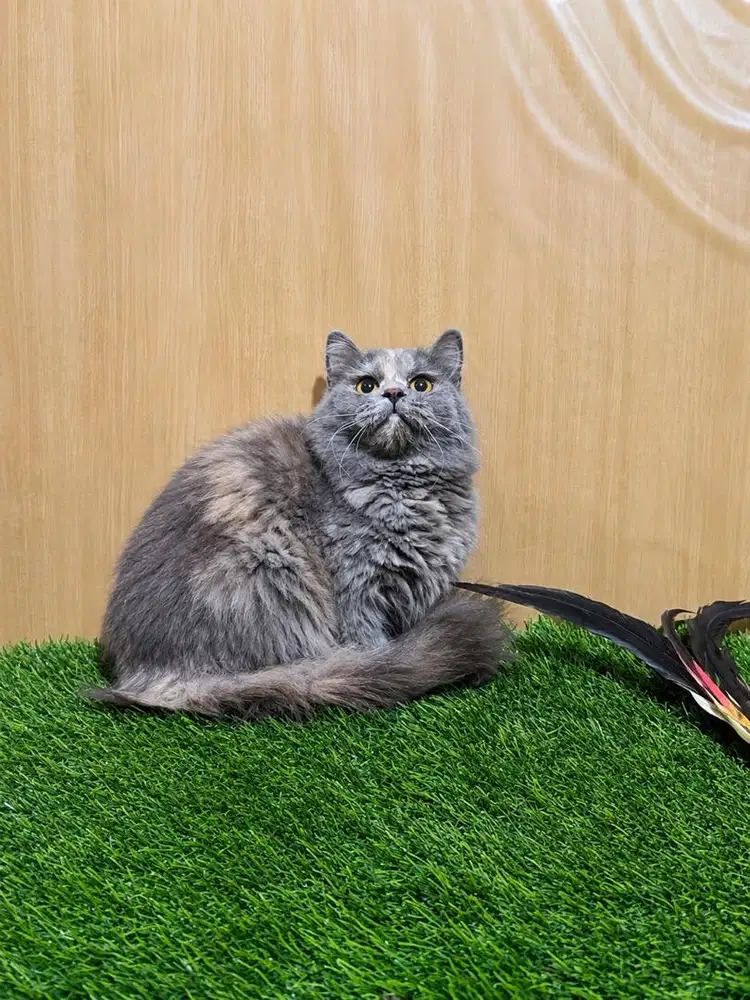 British longhair betina