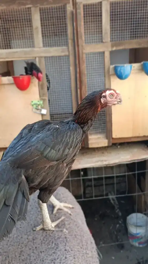 Asel parot paruh mewah sudah 2kali produksi