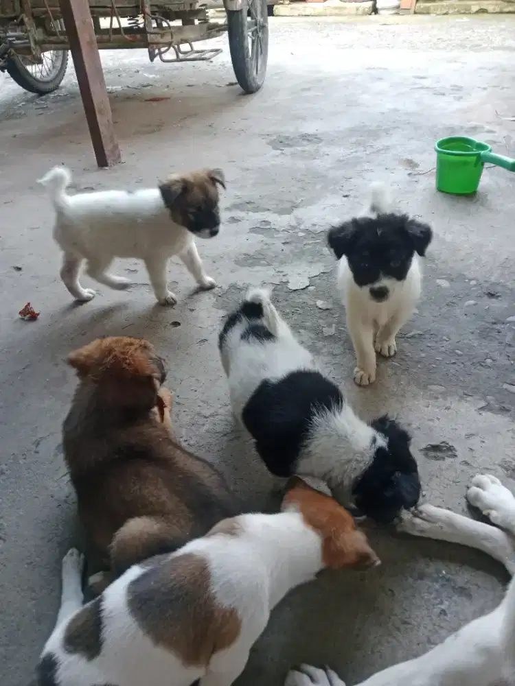 Anak Anjing Lucu Sehat