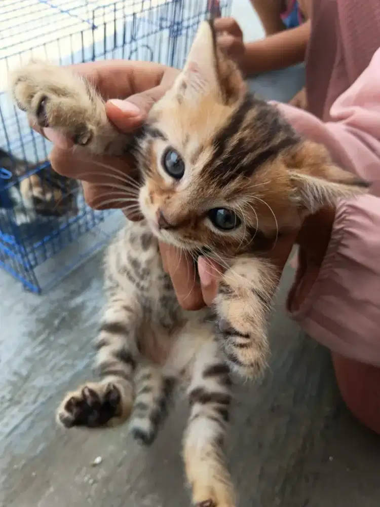 Open adopsi kitten Munchkin x bngl