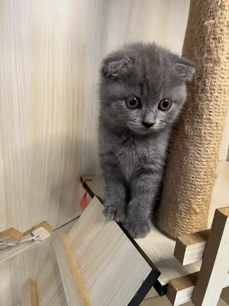 Kucing scottish fold