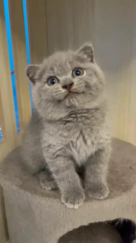 Kucing Bsh X Scottish fold