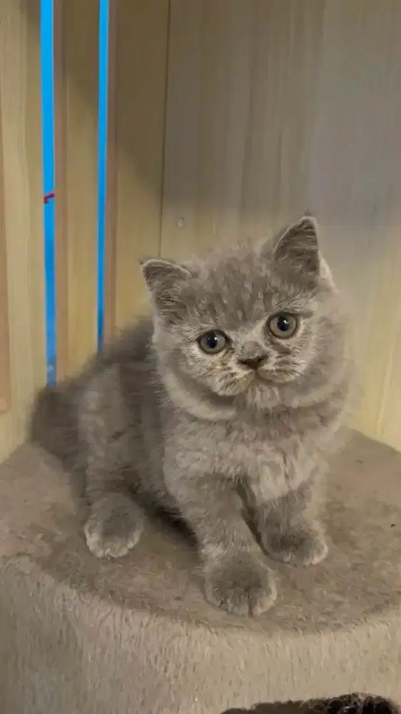 Kucing bsh X Scottish fold