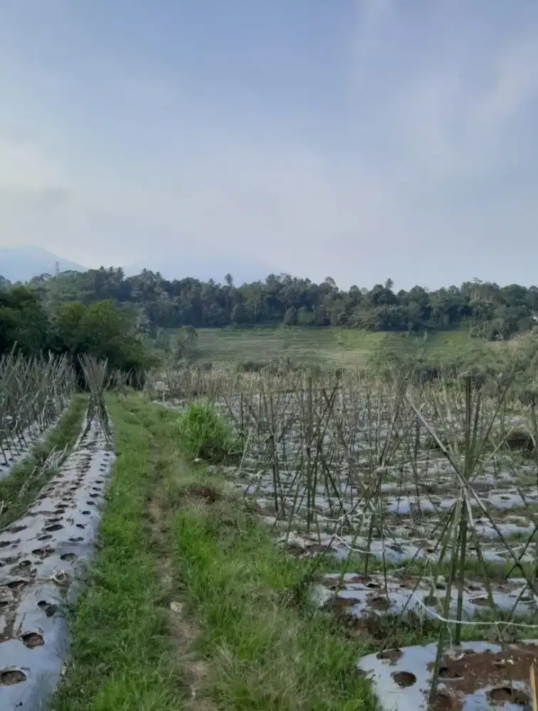 Tanah Ex kebun sayur