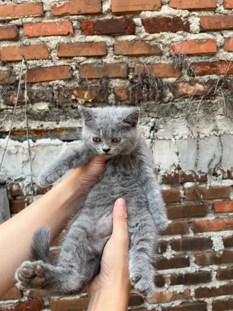Kucing British shorthair
