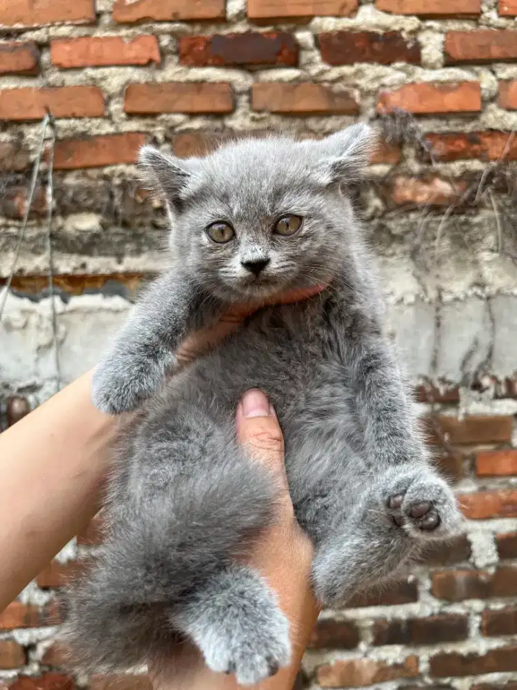 Kucing British shorthair
