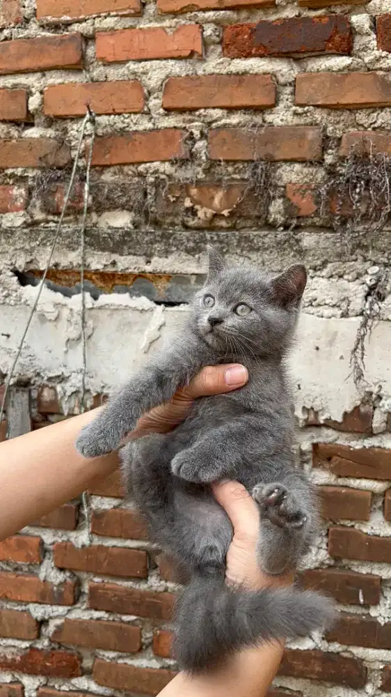 Kucing British shorthair