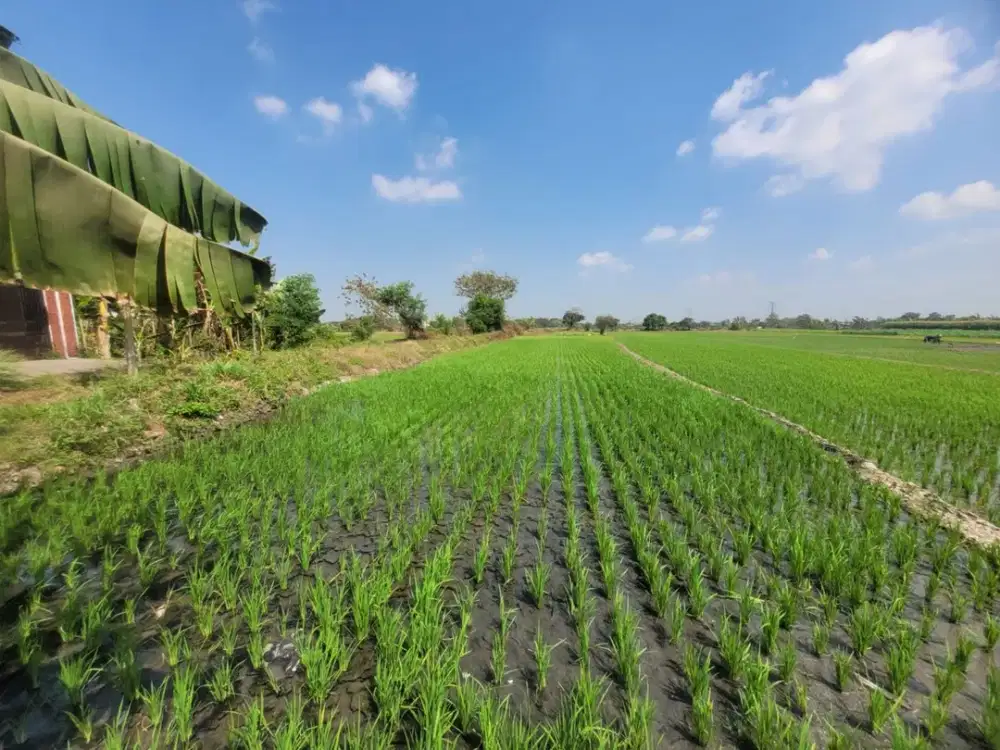 TANAH SAWAH LUAS & STRATEGIS KAWASAN MOJOKERTO