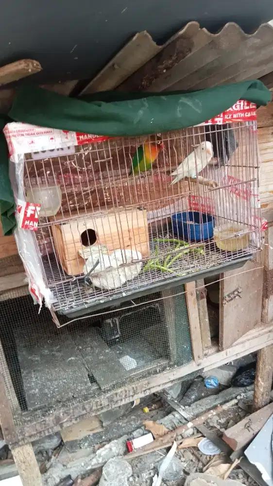 Love bird jantan dan betina