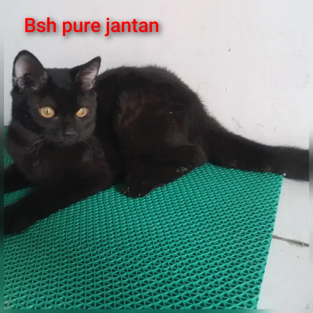 Bsh pure blaksolid jantan 6bln