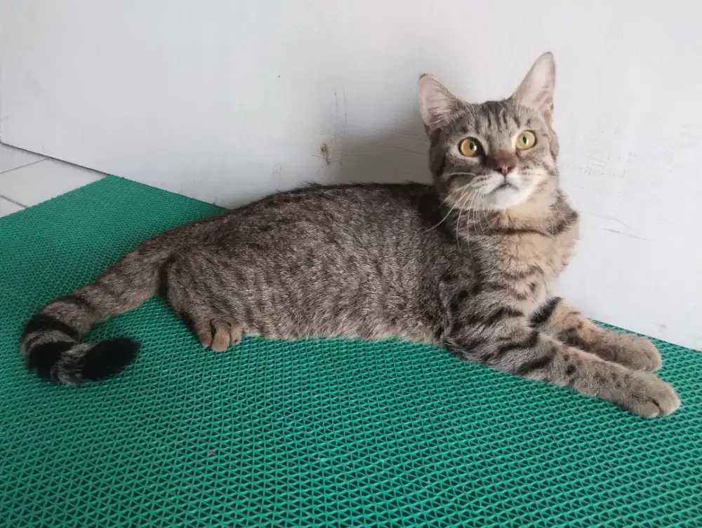 Bsh pure taby jantan usia 1thn
